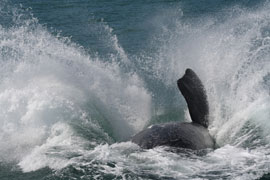 Kleinbaai