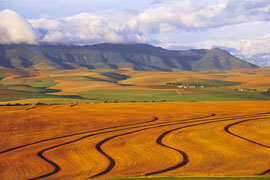 Malmesbury Wheat Fields
