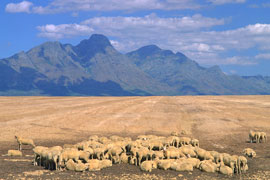 Sheep farm near Piketberg