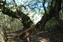 Platbos Indigenous Forest