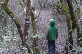 Platbos Indigenous Forest