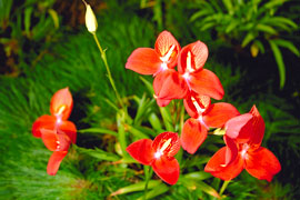 The rare Disa Uniflora found in Porterville