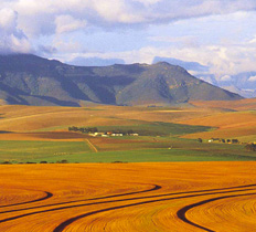 Swartland, Western Cape