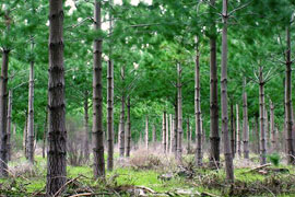 Tokai Forest