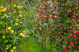 Apple Orchard Villiersdorp