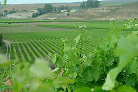 Vredendal
