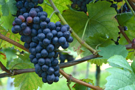 Walker Bay Wine Route, Cape Wine Routes