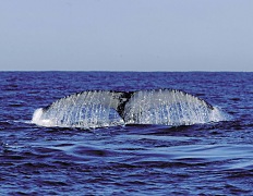 Whales in Hermanus