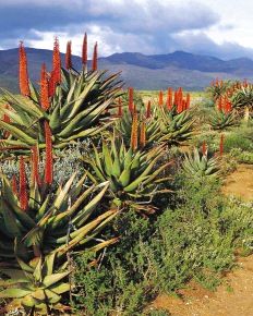 Little and Central Karoo