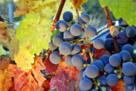 Wellington Wine Routes, Cape Winelands