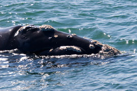 The Whale Coast Route