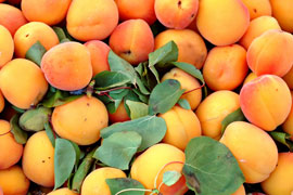 McGregor Apricot Carnival