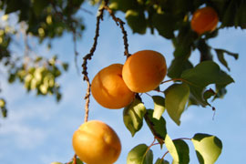 Apricot Picking at De Krans