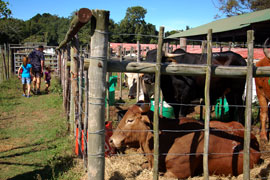 Bathurst Agricultural Show 2009
