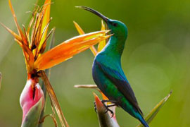 Stanford Bird Fair