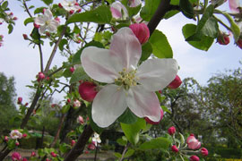 Blossom Festival in the Green Mountain Eco Route