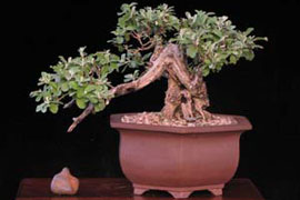 3rd African Bonsai Convention