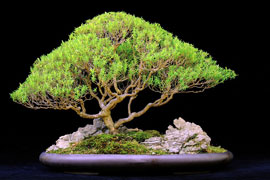 Bonsai Expo