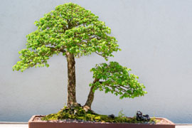 Cape Bonsai Kai Show at Kirstenbosch