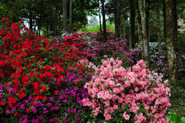 Hogsback Spring Festival