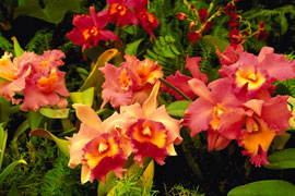 Darling Wild Flower Show