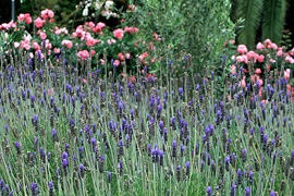Durbanville in Bloom