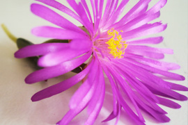 Flower Power Festival