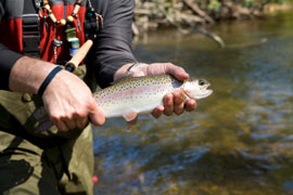 Fly Fishing Film Festival
