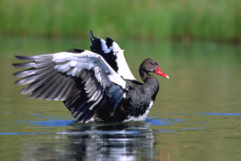 Glendower Birds & Forest Festival