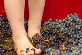 Grape Crushing Festival