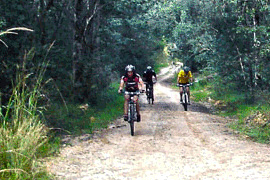 The Honey Trail