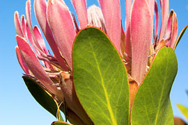 Hopefield Fynbos Show