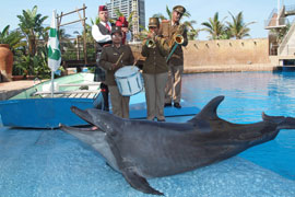 Military Concert and Dolphin Show