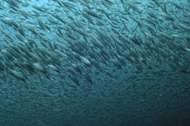 The Sardine Run