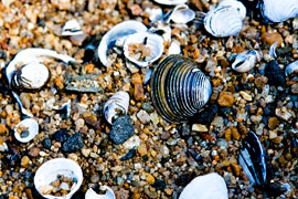 Jeffreys Bay Shell Festival