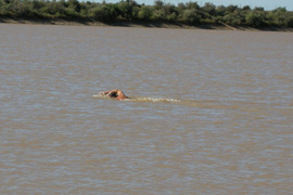 Speedo Ice Swim Africa