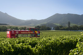 Spring it on Constantia