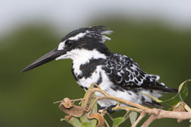 Stanford Glendower Bird Fair