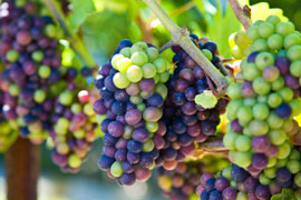 Intervitis Interfructa Southern Africa incorporating 'The Wine Farmers & Fruit Growers Exhibition'