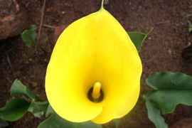Yellow Arum Lily - Zantedeschia pentlandia