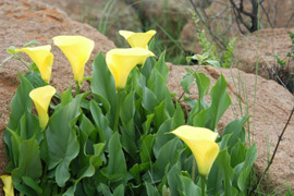 Yellow Arum Lily Festival Roossenekal