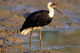 Woolly-necked Stork in Barbarspan Bird Sanctuary