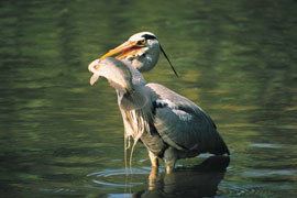 Grey Heron at Bloemhof Dam Nature Reserve