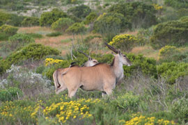 Elandsfontein Private Reserve
