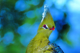 Knysna Loerie in Tsitsikamma National Park