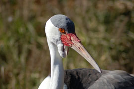 Wattled Crane in Steenkampsberg Nature Reserve