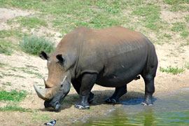Rhino in the Welgevonen Game Reserve