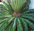 Cycad