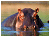 The Kruger Park is home to the Big 5
