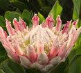 King Protea